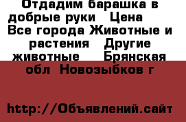 Отдадим барашка в добрые руки › Цена ­ 1 - Все города Животные и растения » Другие животные   . Брянская обл.,Новозыбков г.